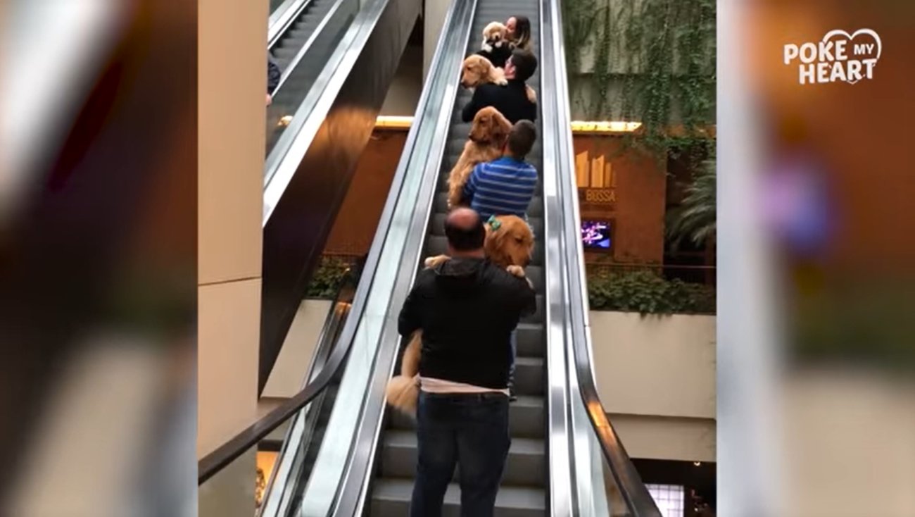 ゴールデンレトリーバー,動画