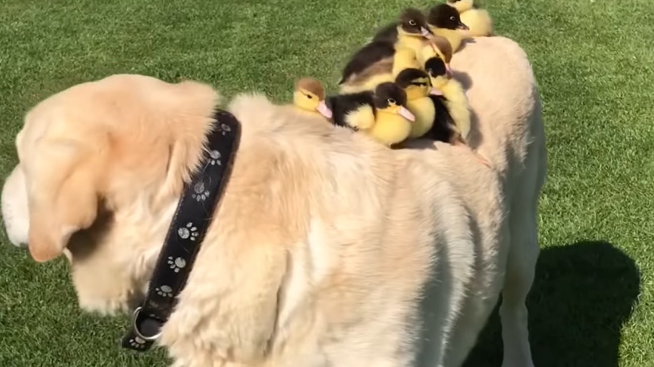 ラブラドールレトリーバー,動画