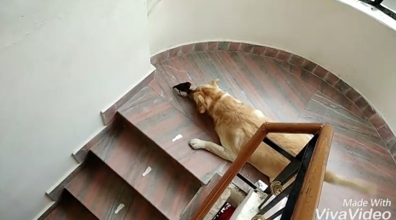 ラブラドールレトリーバー,動画