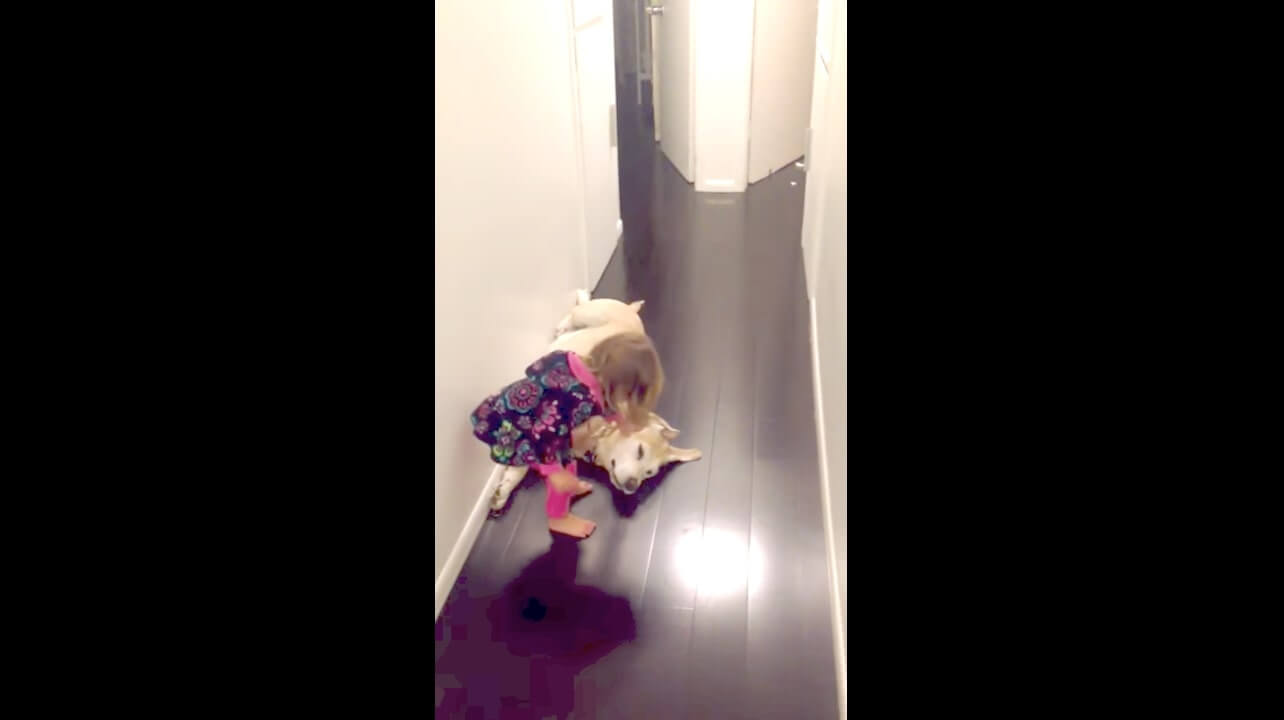 ラブラドールレトリーバー,動画