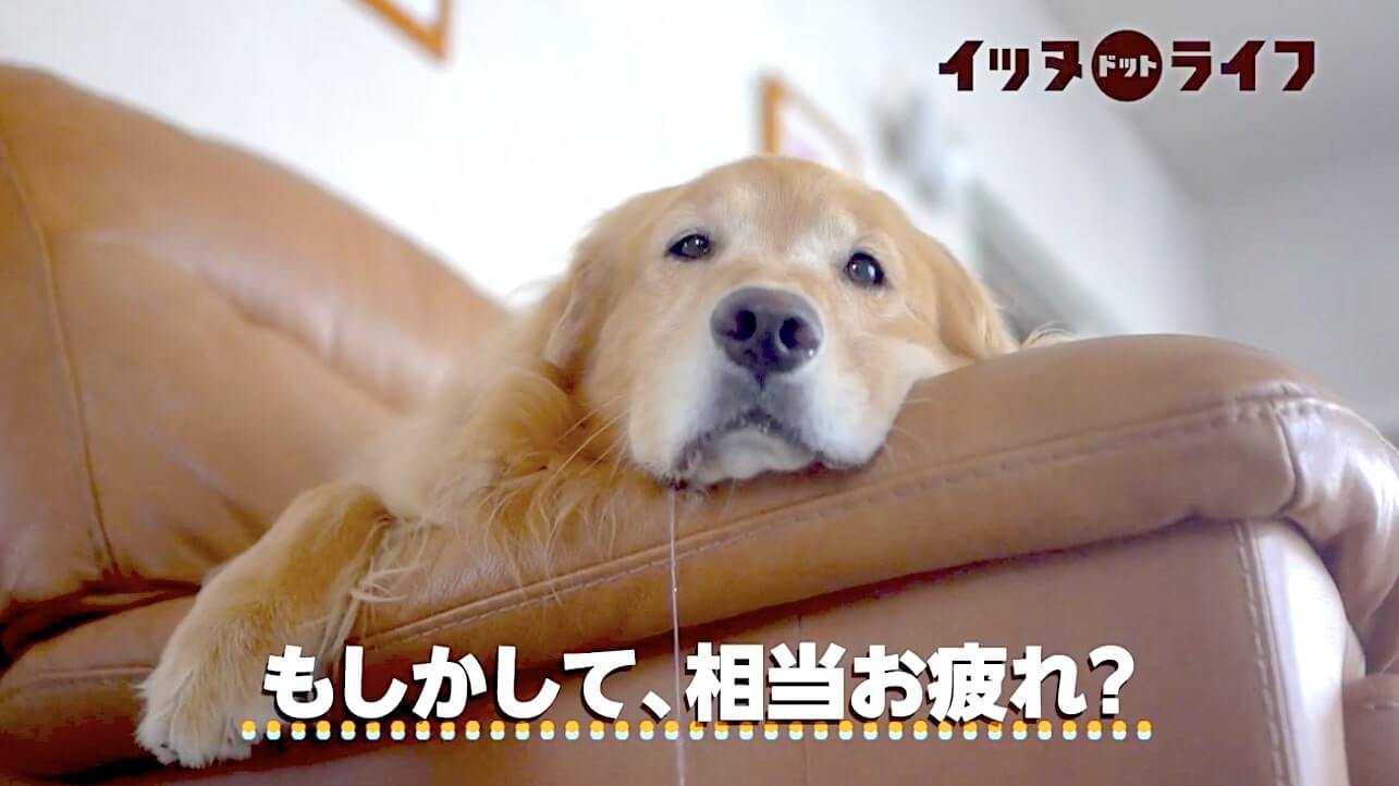 ゴールデン,動画,イッヌドットライフ