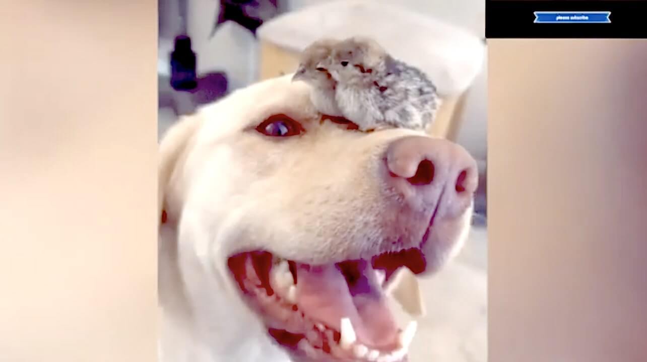 ラブラドールレトリーバー,動画