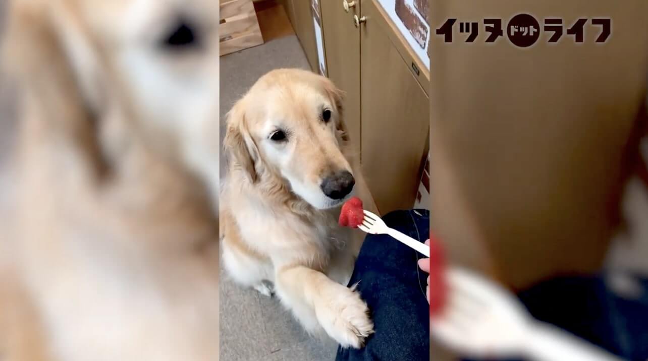 ゴールデン,動画,イッヌドットライフ