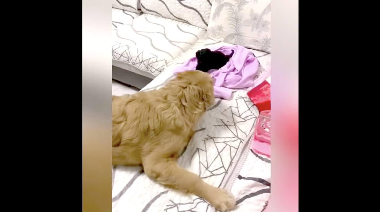 ゴールデンレトリーバー,動画