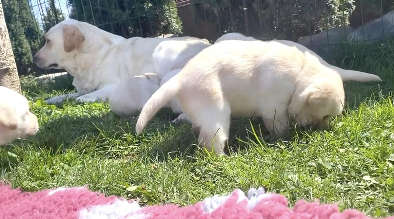 ラブラドールレトリーバー,動画