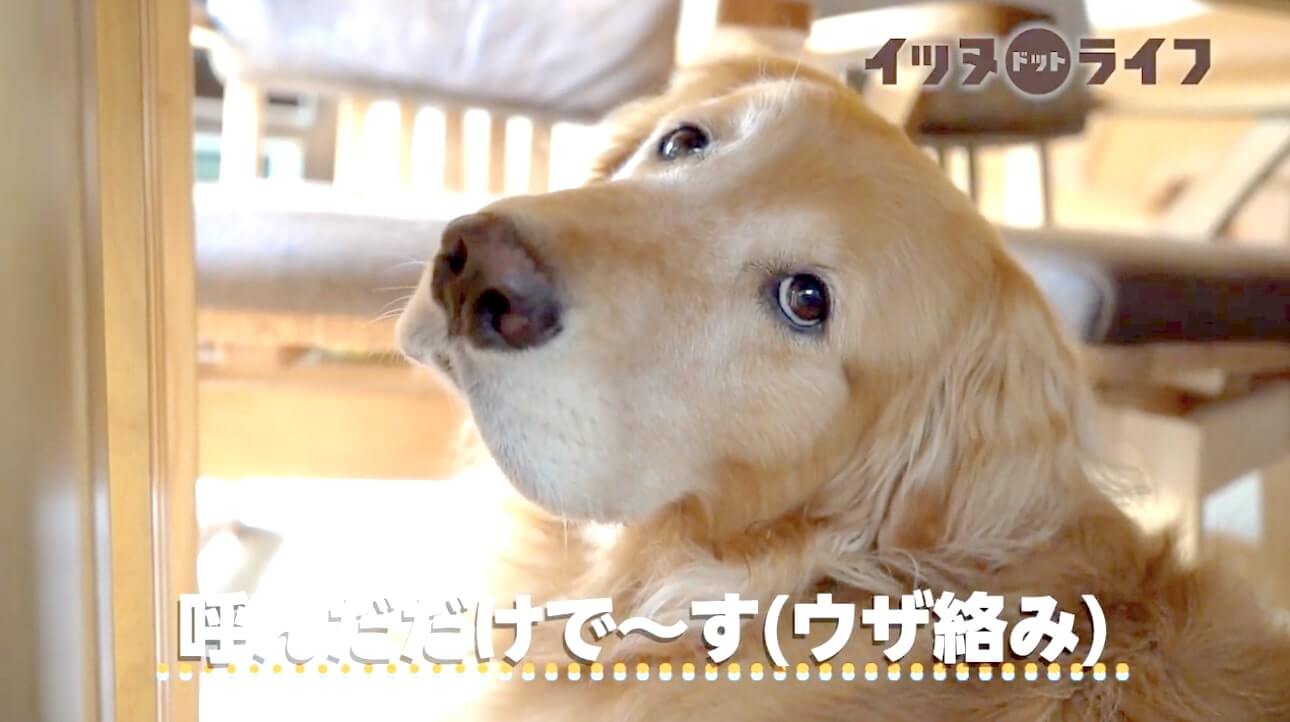 ゴールデン,動画,イッヌドットライフ