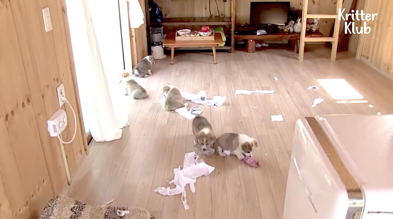 ゴールデンレトリーバー,動画