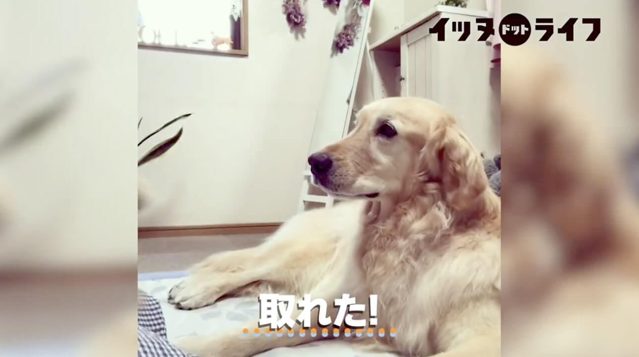 ゴールデン,動画,イッヌドットライフ