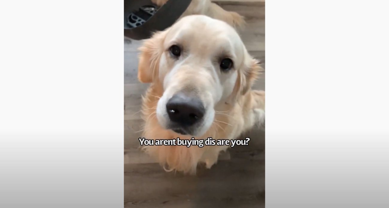 ゴールデンレトリーバー,動画