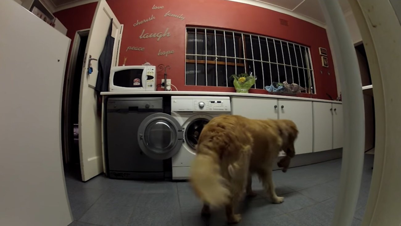 ゴールデンレトリーバー,動画