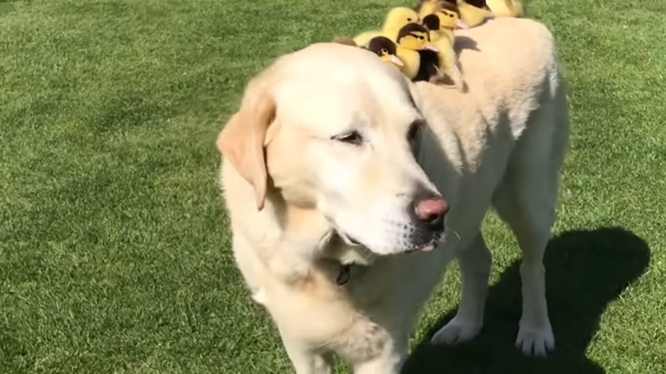 ラブラドールレトリーバー,動画