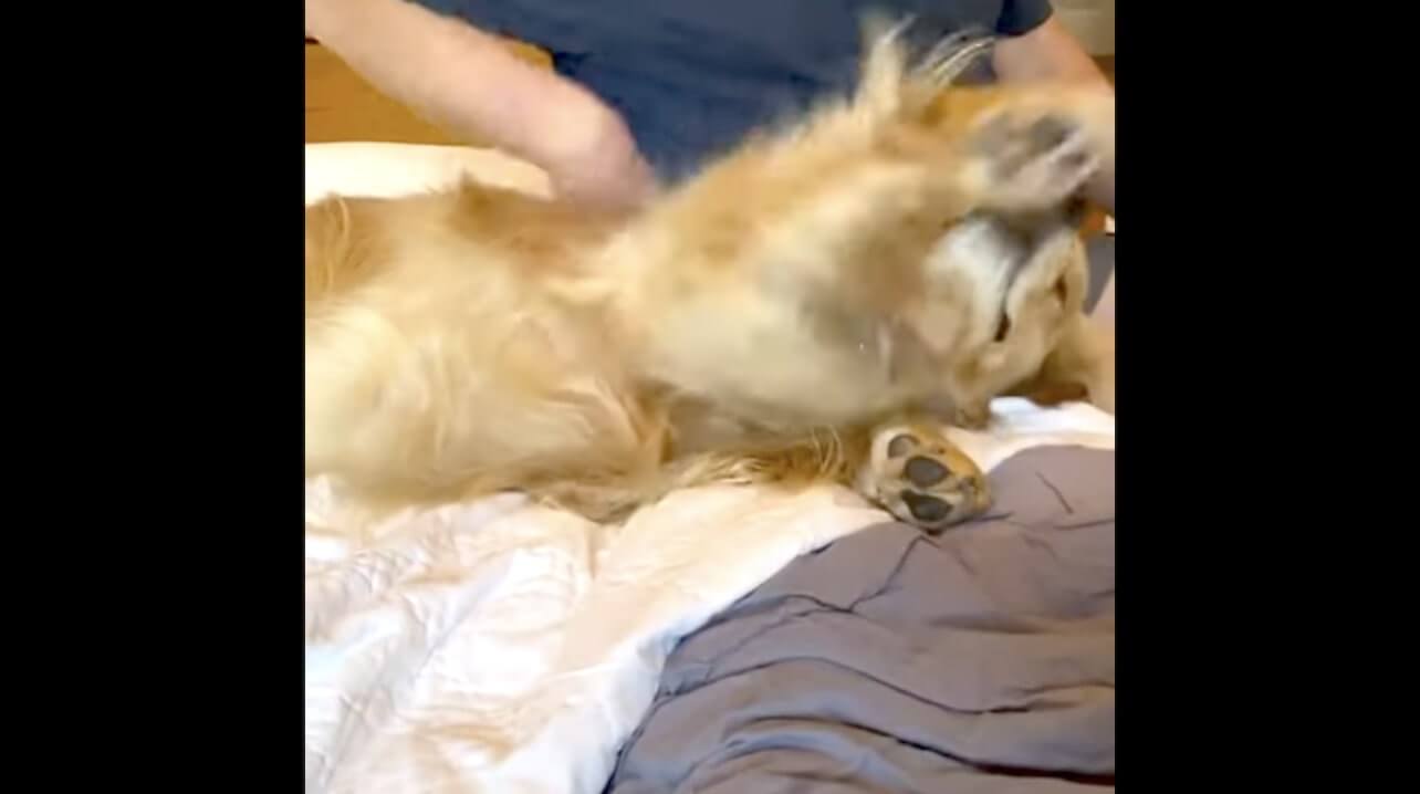 ゴールデンレトリーバー,動画