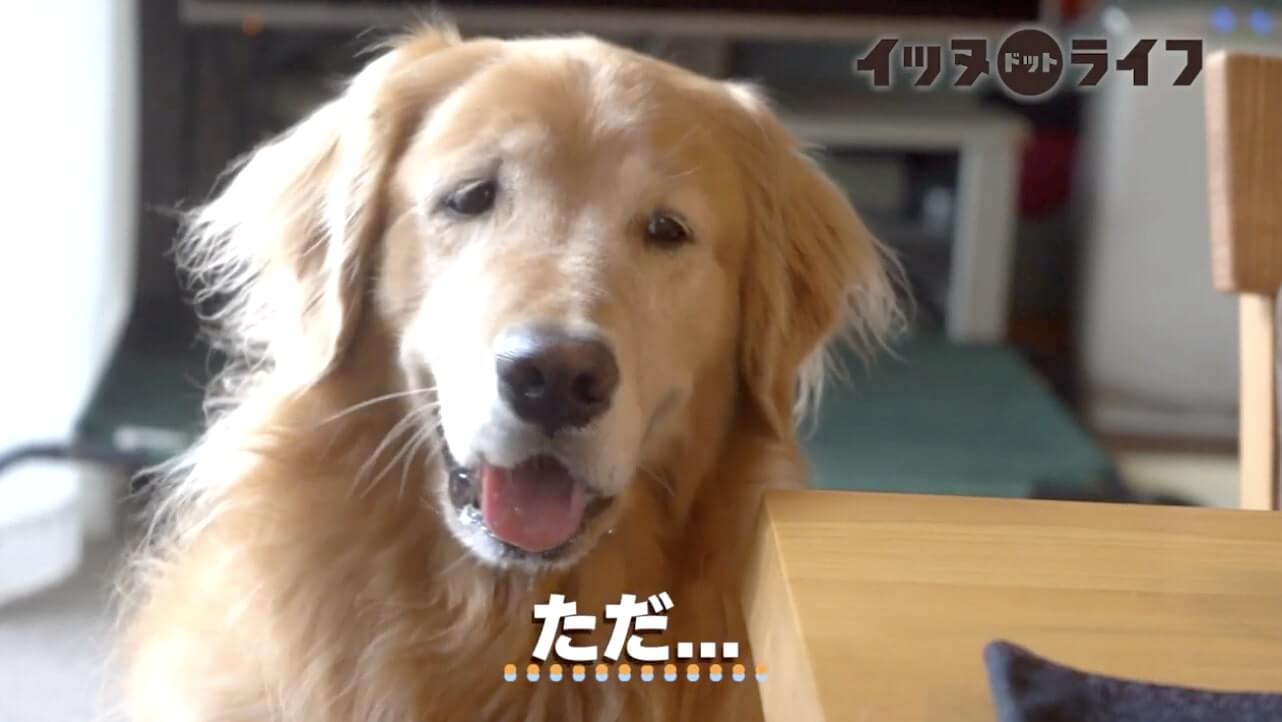 ゴールデン,動画,イッヌドットライフ