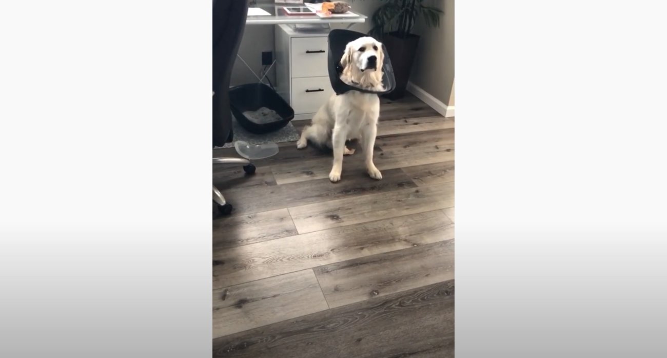 ゴールデンレトリーバー,動画