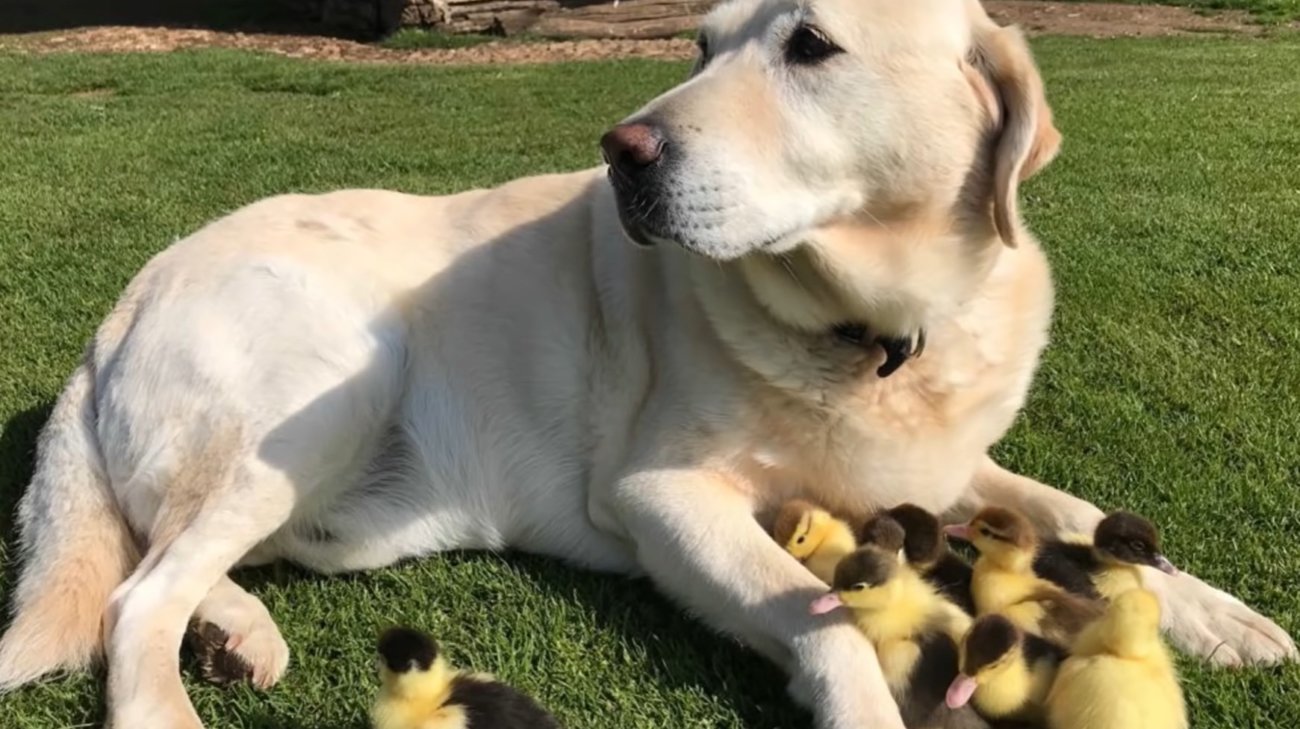 ラブラドールレトリーバー,動画