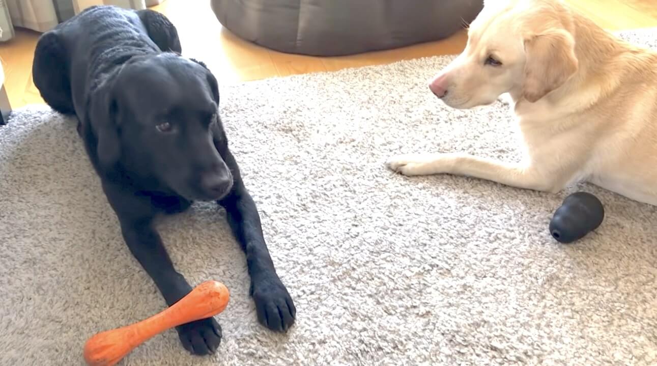 ラブラドールレトリーバー,動画