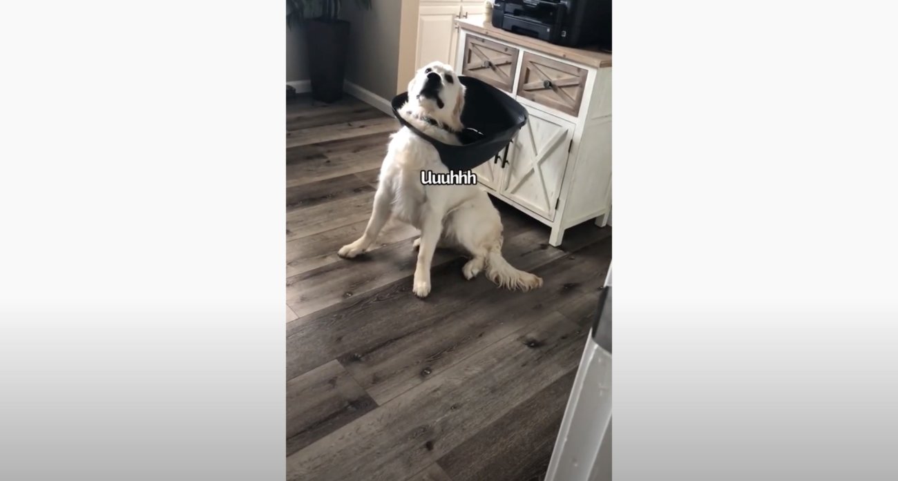 ゴールデンレトリーバー,動画