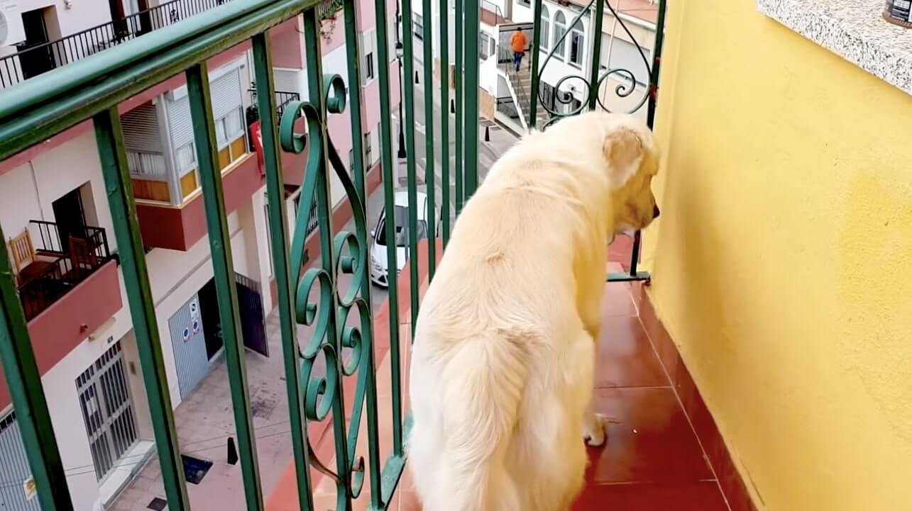 ゴールデンレトリーバー,動画