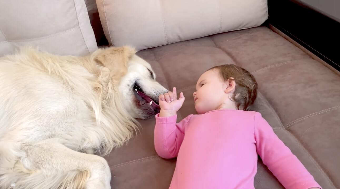 ゴールデンレトリーバー,動画