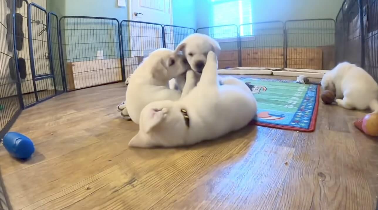 ラブラドールレトリーバー,動画