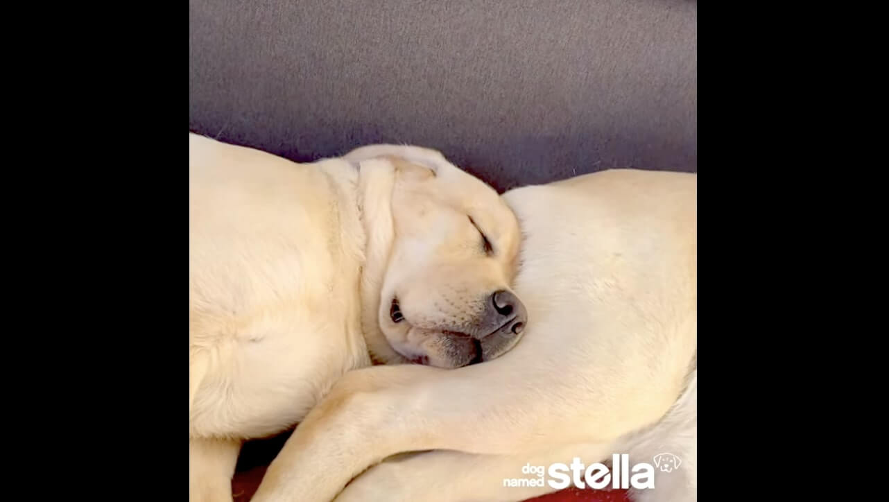 ラブラドールレトリーバー,動画