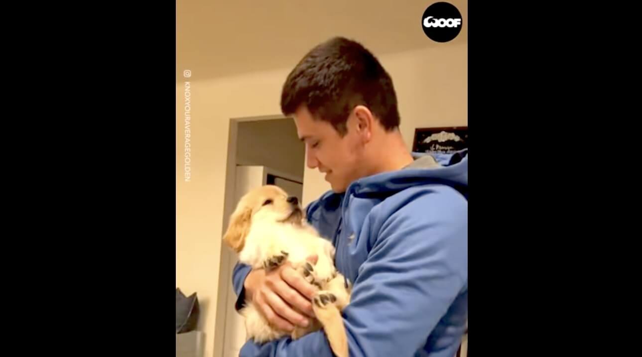 ゴールデンレトリーバー,動画