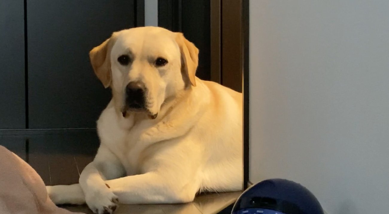 ラブラドールレトリーバー,動画