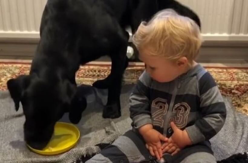 ラブラドールレトリーバー,動画