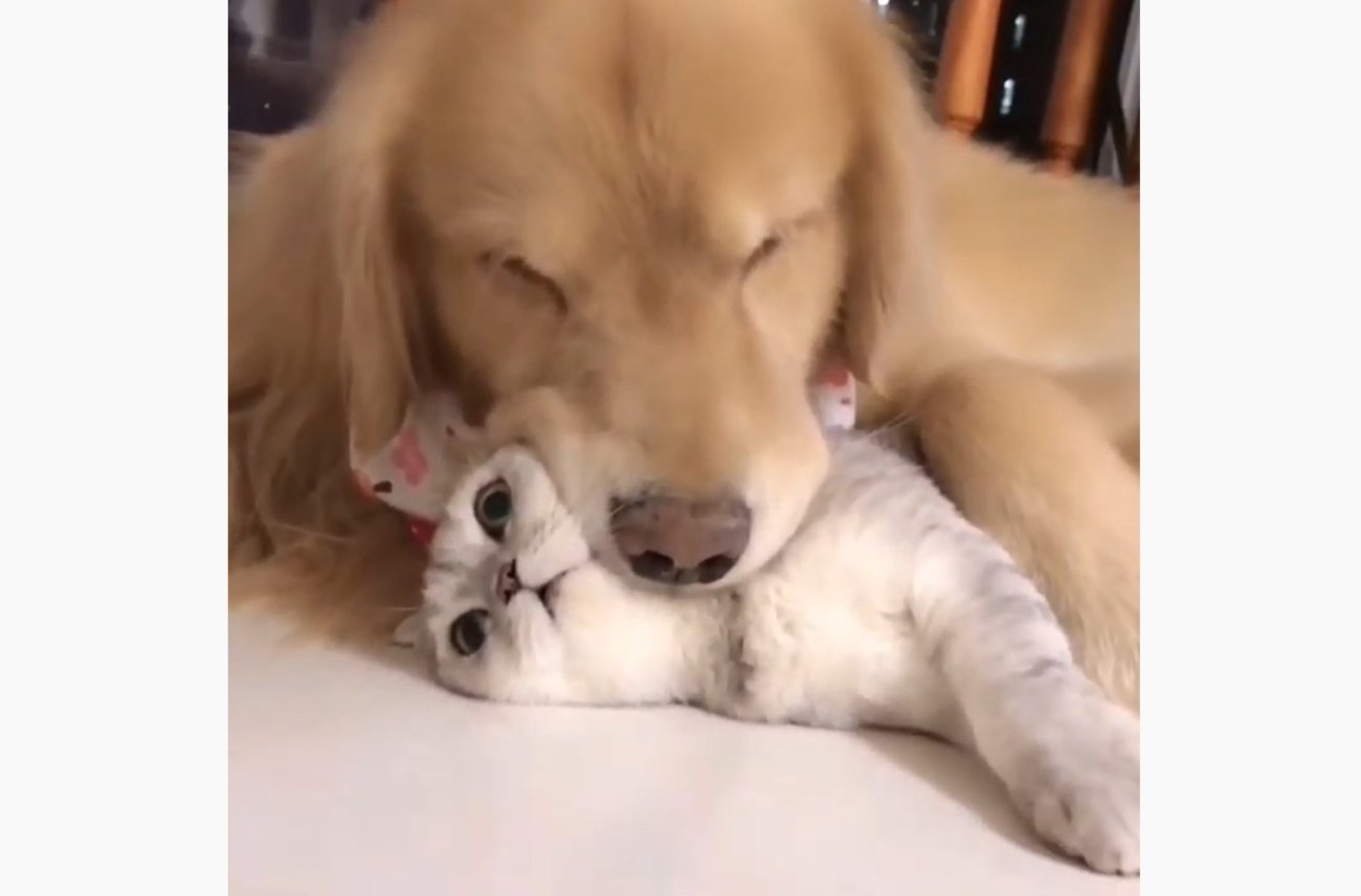 ゴールデンレトリーバー,動画