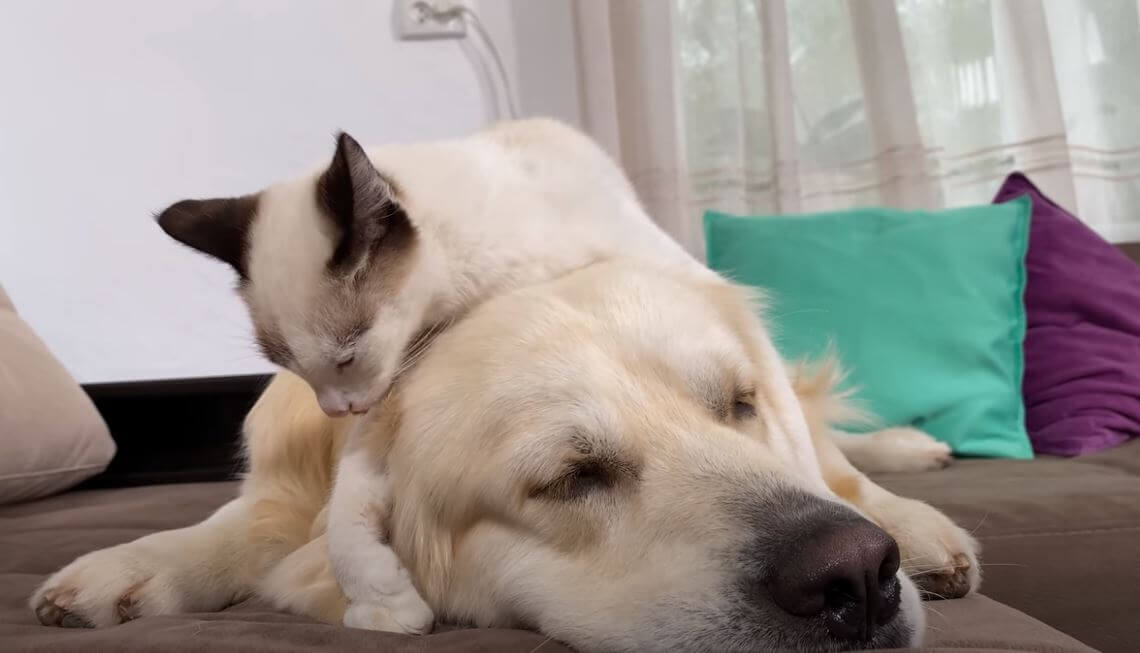 ゴールデンレトリーバー,動画