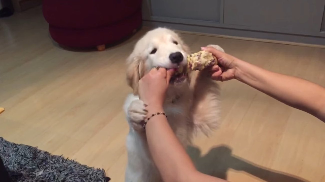 ゴールデンレトリーバー,動画