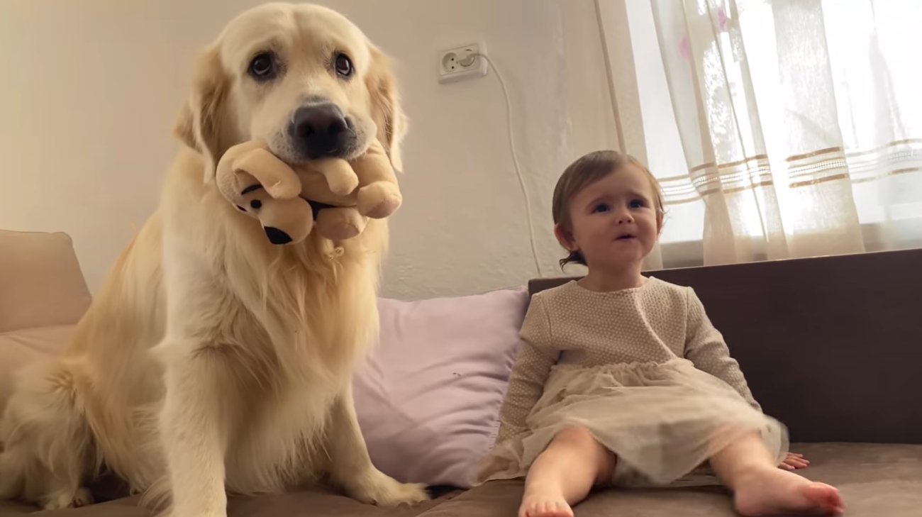 ゴールデンレトリーバー,動画