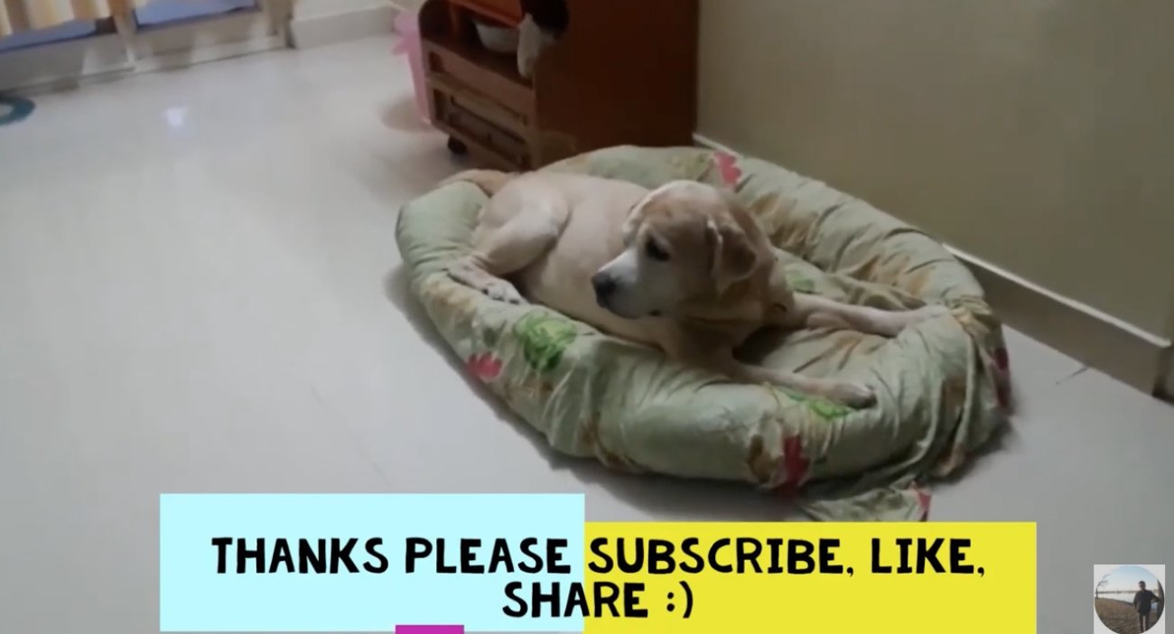 ラブラドールレトリーバー,動画