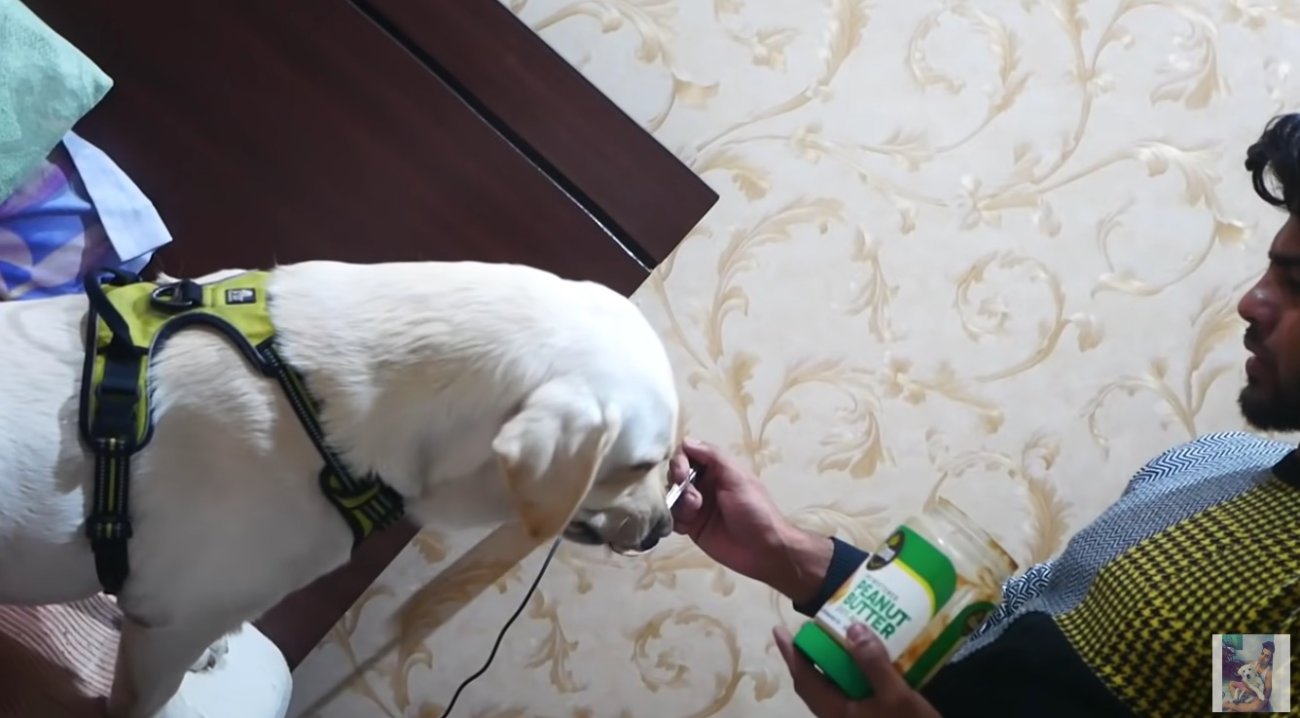 ラブラドールレトリーバー,動画