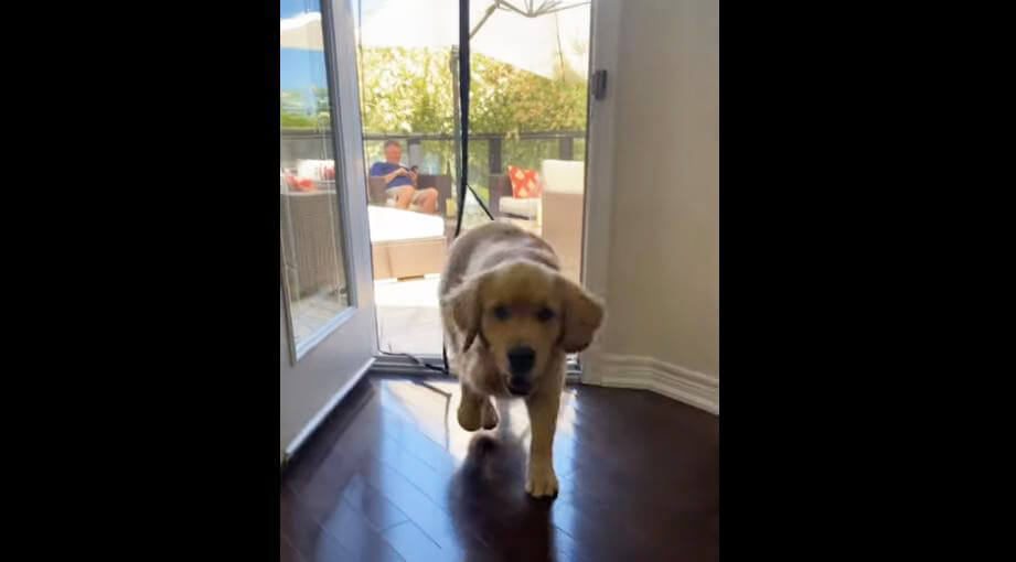 ゴールデンレトリーバー,動画