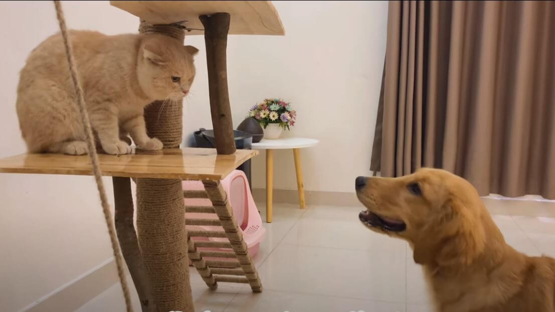 ゴールデンレトリーバー,動画