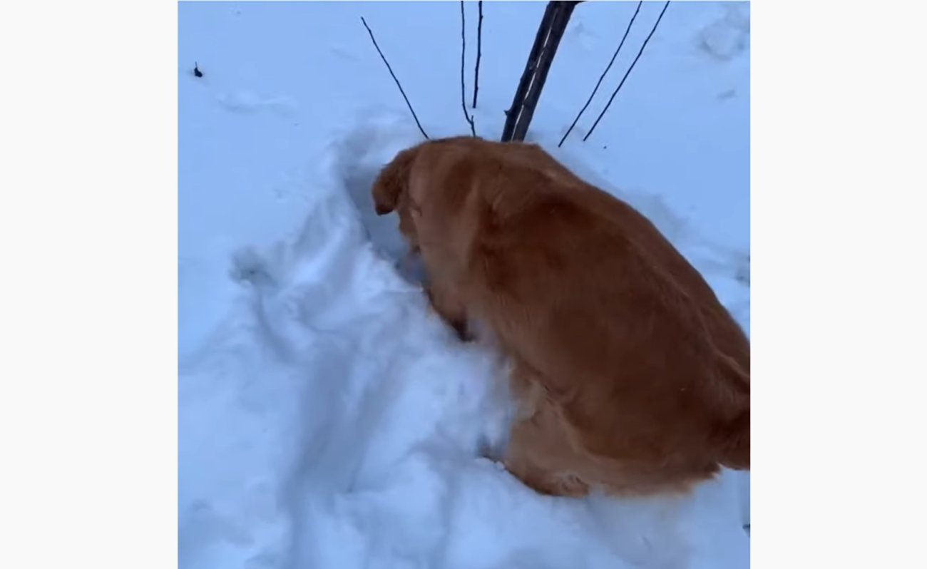 ゴールデンレトリーバー,動画