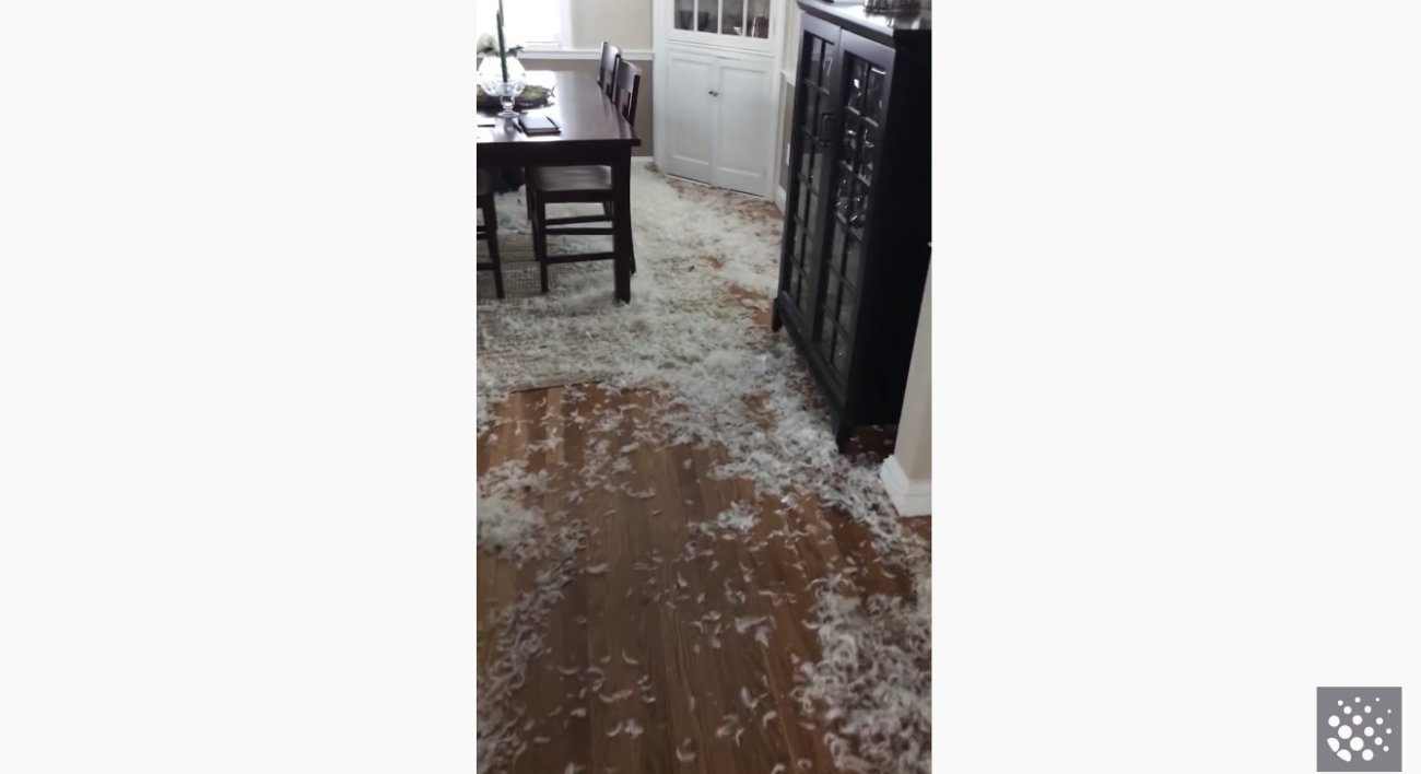 ラブラドールレトリーバー,動画