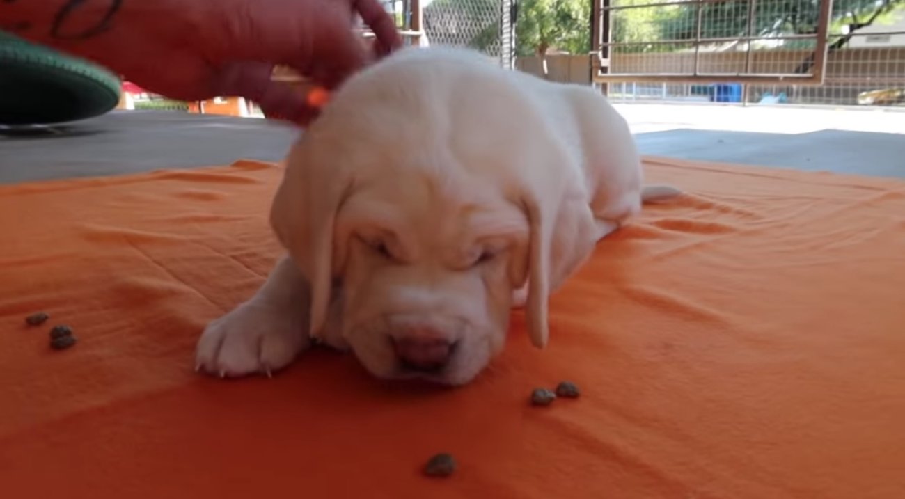 ラブラドールレトリーバー,動画