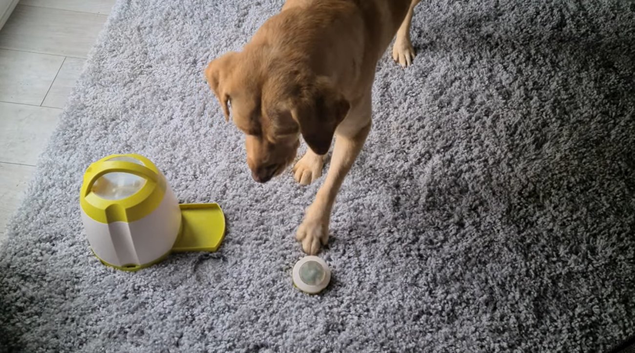 ラブラドールレトリーバー,動画