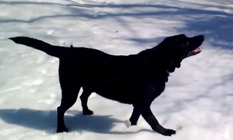 ラブラドールレトリーバー,動画