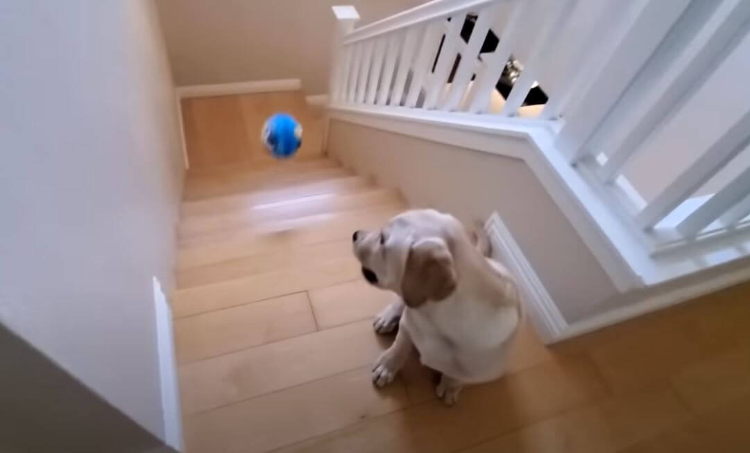 ラブラドールレトリーバー,動画