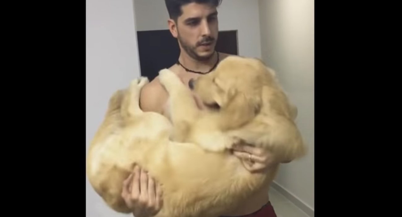 ゴールデンレトリーバー,動画