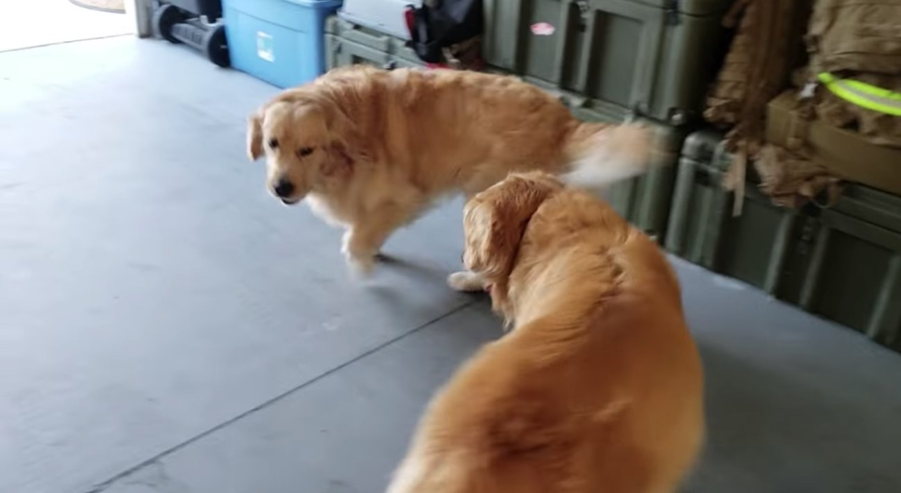 ゴールデンレトリーバー,動画