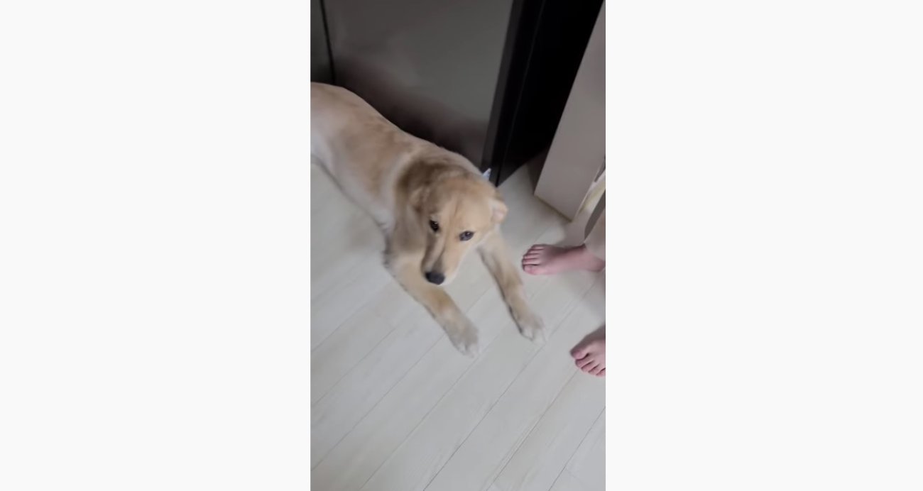 ゴールデンレトリーバー,動画