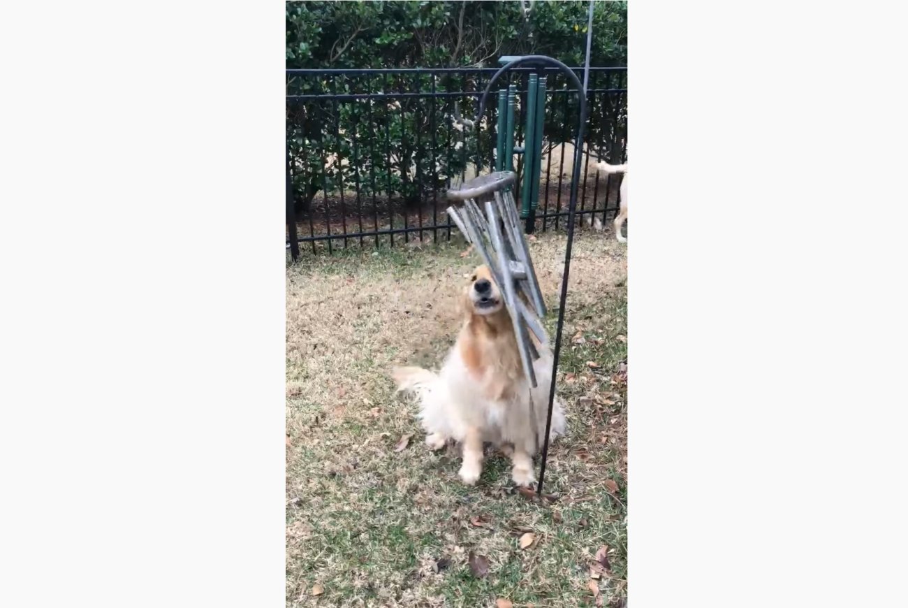 ゴールデンレトリーバー,動画