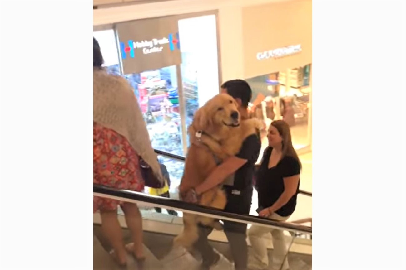 ゴールデンレトリーバー,動画