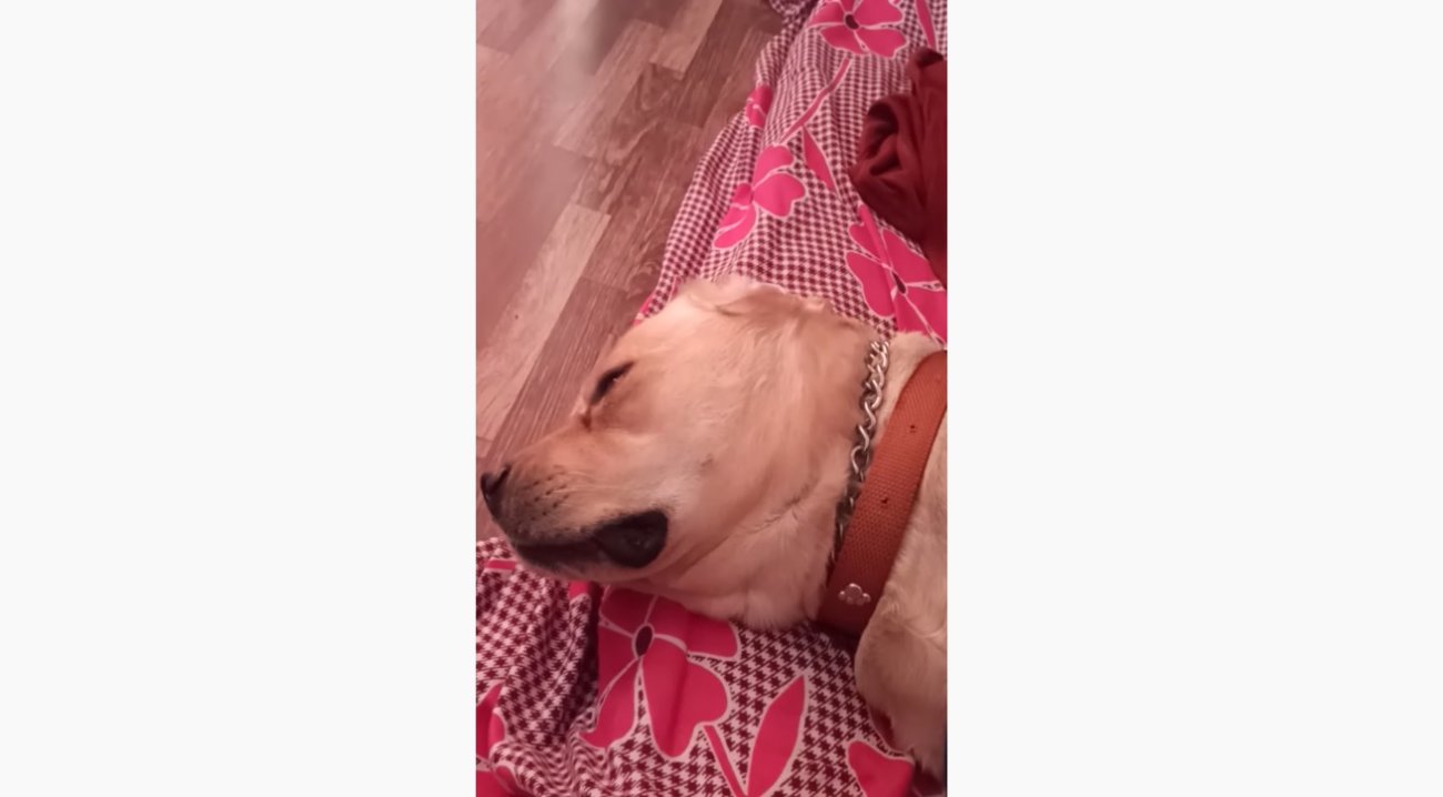 ラブラドールレトリーバー,動画