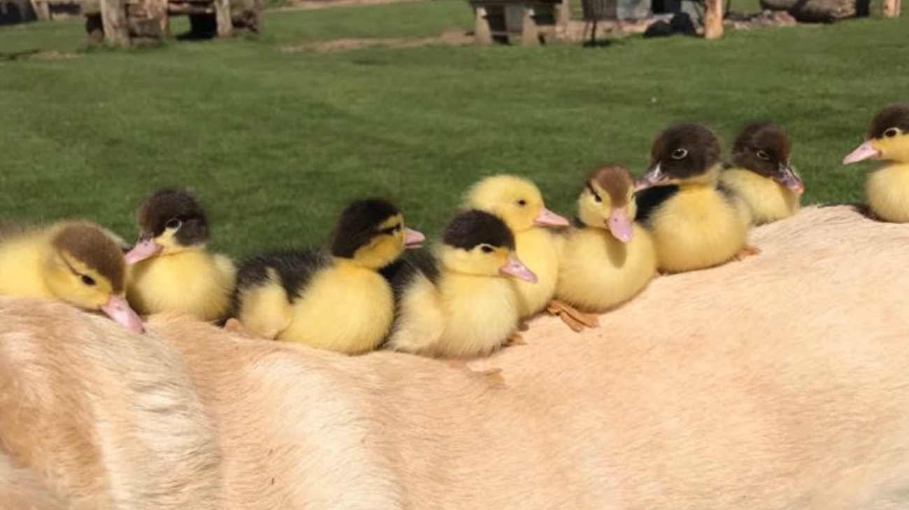 ラブラドールレトリーバー,動画