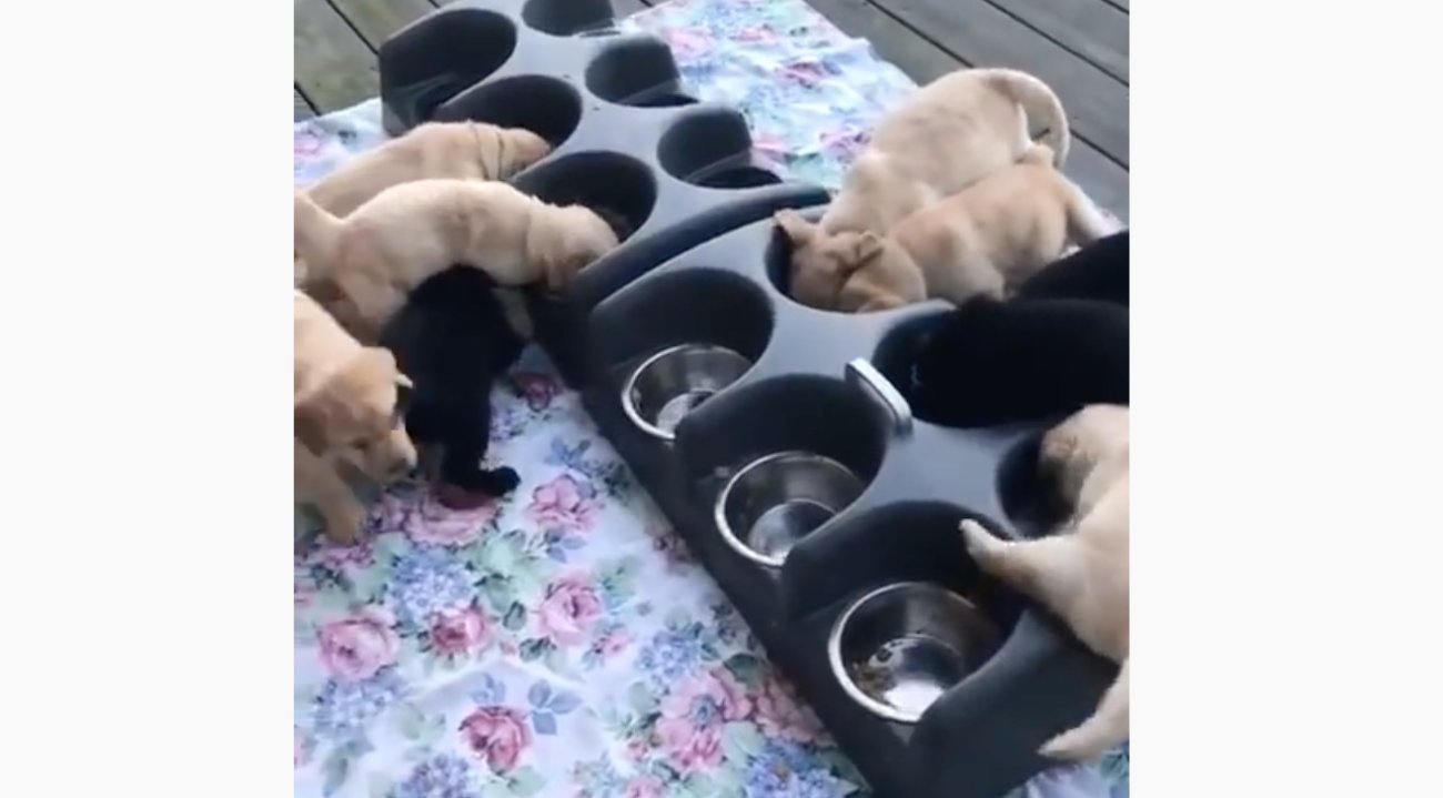 ラブラドールレトリーバー,動画